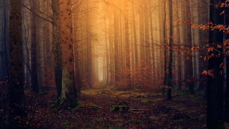 Magical Forest Receptions